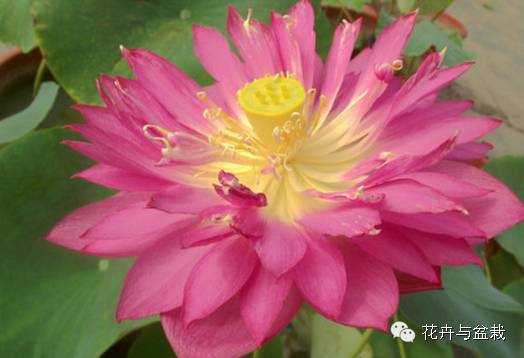 睡莲荷花碗莲水培植物,睡莲荷花的养殖方法和技巧