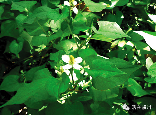 摇啊摇，摇啊摇，摇不到童年的桥，这些美食你还记得吗？