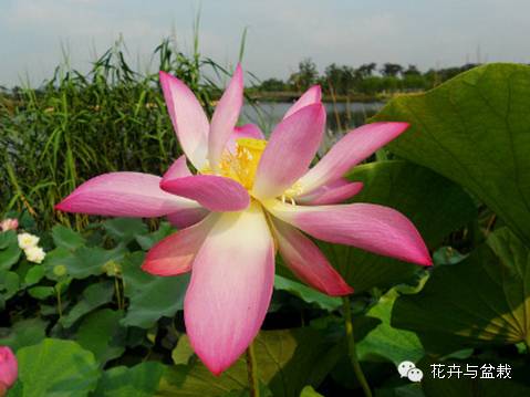睡莲荷花碗莲水培植物,睡莲荷花的养殖方法和技巧