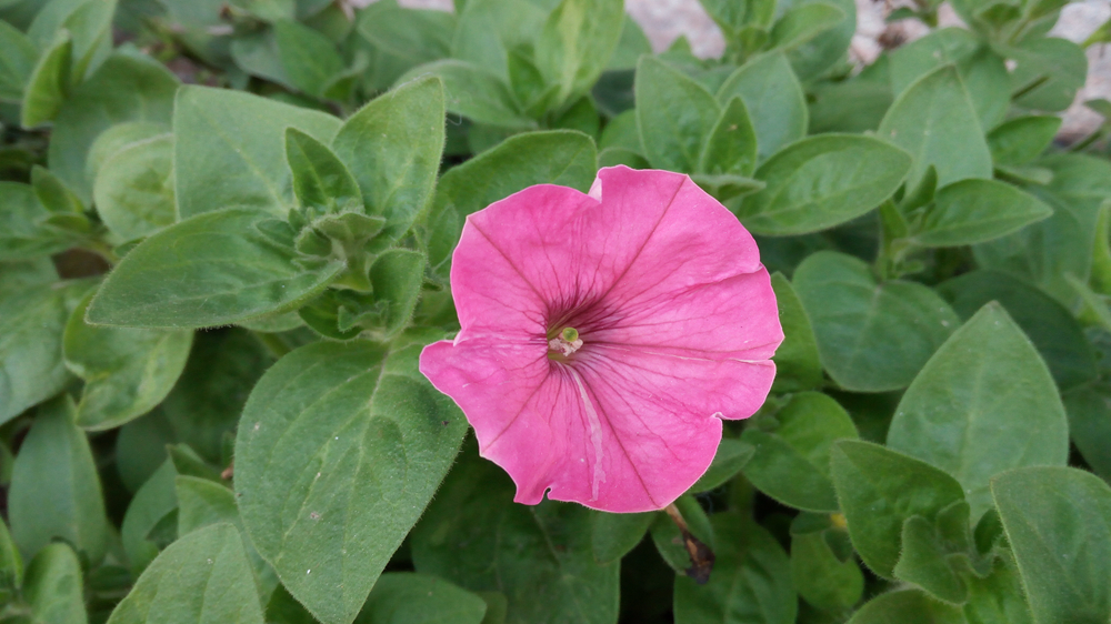 小米5s指纹解锁怎么样,小米5s指纹测评