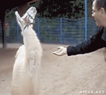 前女友说还好谢谢关心怎么回复,前女友跟你说生日快乐要怎么回复