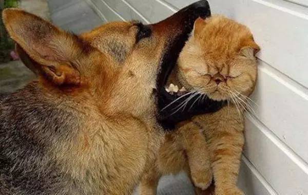 夹猫脖子=点穴？没那么简单！