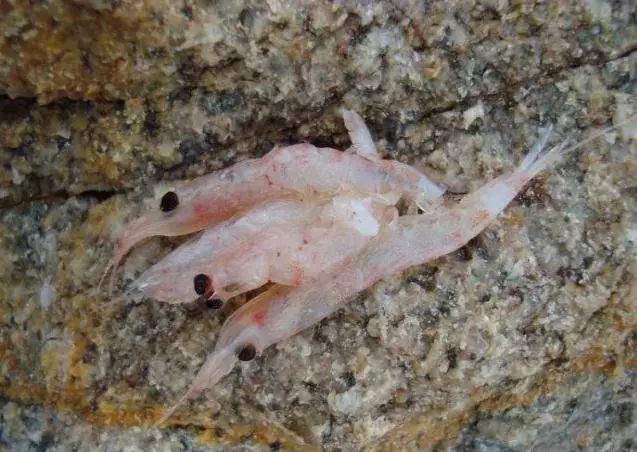 矶钓海钓诱饵笼的用法大全,冬季海钓矶钓用什么假饵最好用