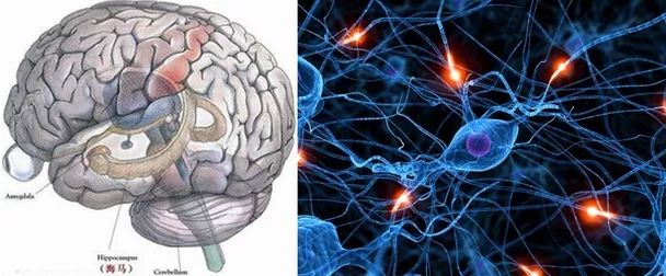 你真的了解自己的大脑,你的大脑到底在经历些什么