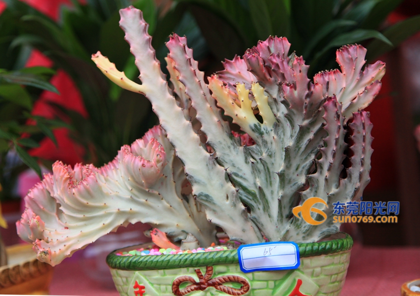 武汉迎春花市新品种,一年一度的迎春花市即将闪亮登场