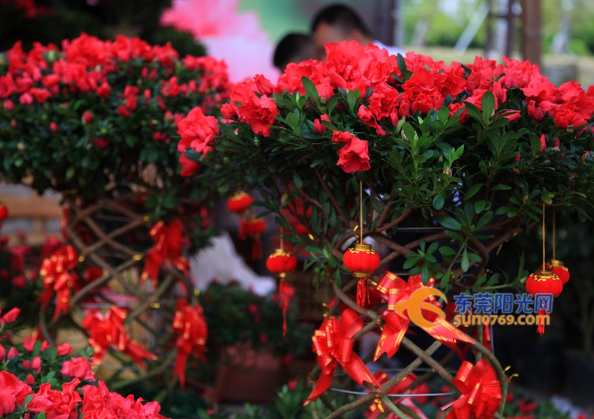 武汉迎春花市新品种,一年一度的迎春花市即将闪亮登场