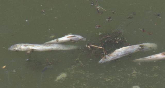 泥鳅一般一年亩产多少斤,亩产成品泥鳅4000多斤