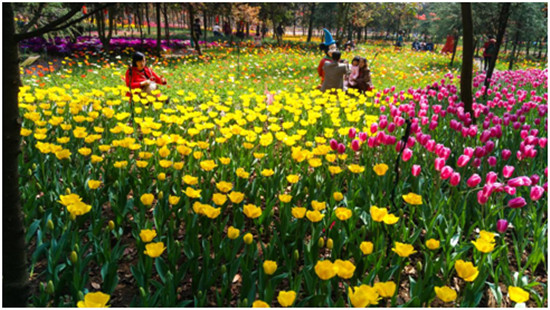 春节昆明周边好玩的地方推荐,昆明春节出游