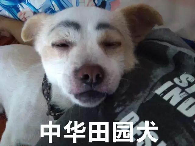 100种单身狗种类,单身狗种类