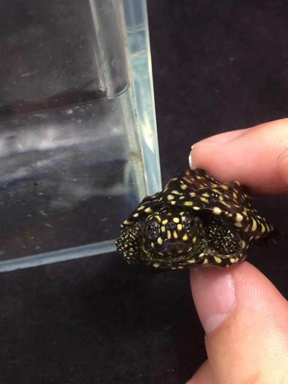 乌龟饲养方法视频教程,冬季乌龟在家饲养方法