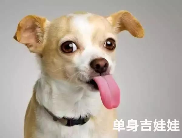 100种单身狗种类,单身狗种类