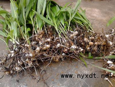 2年苗白芨种植多久才可采收,圆白芨的人工栽培和采收技术