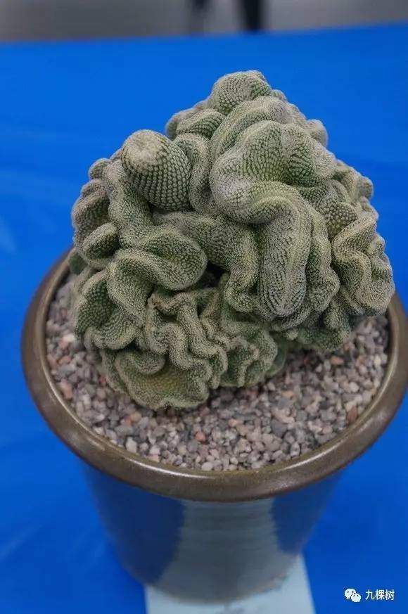 多肉万象最贵的品种,玉露多肉最贵多少钱一棵