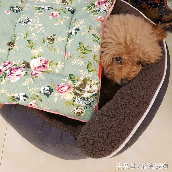 狗狗后腿无力伴有哀嚎,狗狗髌骨移位会自行恢复么