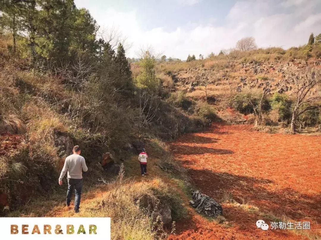 弥勒最好吃的清真餐馆炒菜,弥勒好的菜馆