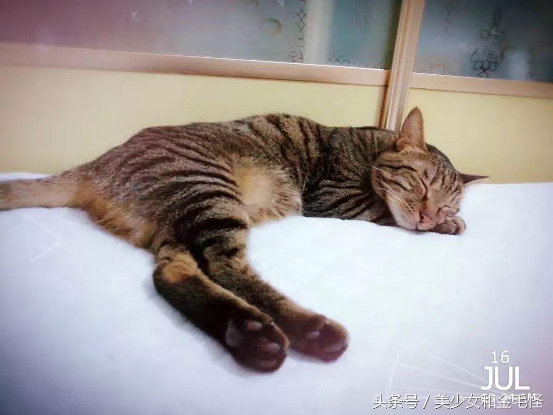 喜欢洗澡的布偶猫,喜欢洗澡的猫品种