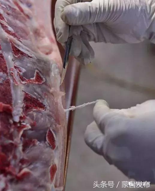 过年了，蒙自的这*猪种**肉千万别买！