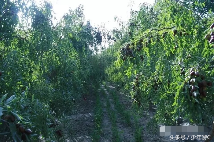 有2个浙江或6个台湾大,农民人均收入直逼上海,它就是*疆新**若羌县