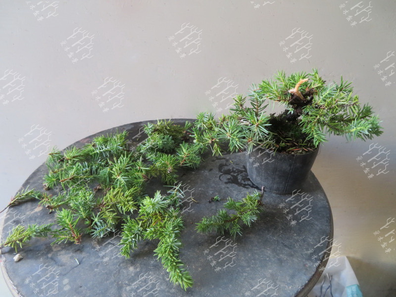 多大的真柏可以做舍利,迷你舍利崖柏