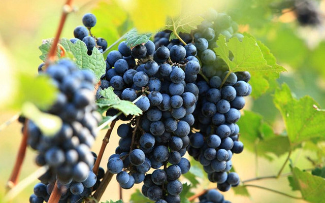 12星座喜欢什么玫瑰水果,专属12星座的水果是什么