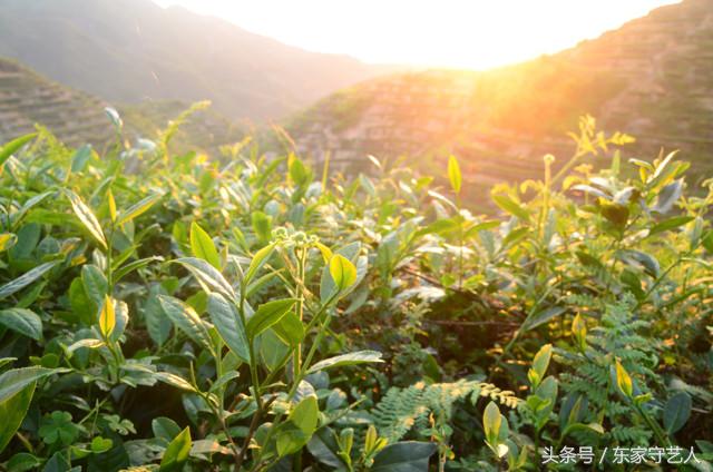 安溪种植茶叶的有利自然条件,安溪种植茶叶的情况介绍