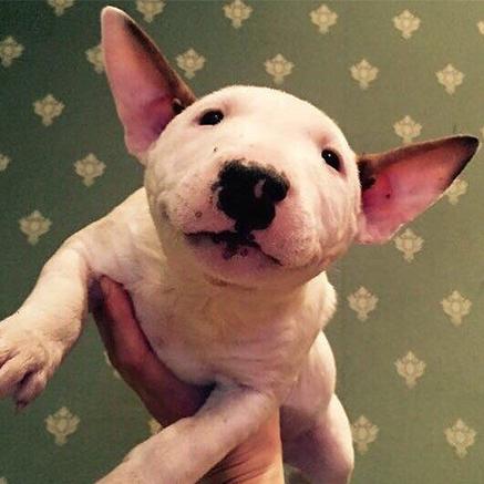 这年头，丑到极致也能红！牛头梗一颦一笑都像被谐星附体，超搞笑