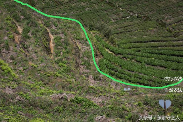 安溪种植茶叶的有利自然条件,安溪种植茶叶的情况介绍