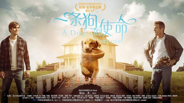 狗年旺旺视频完整版,狗年旺旺2019