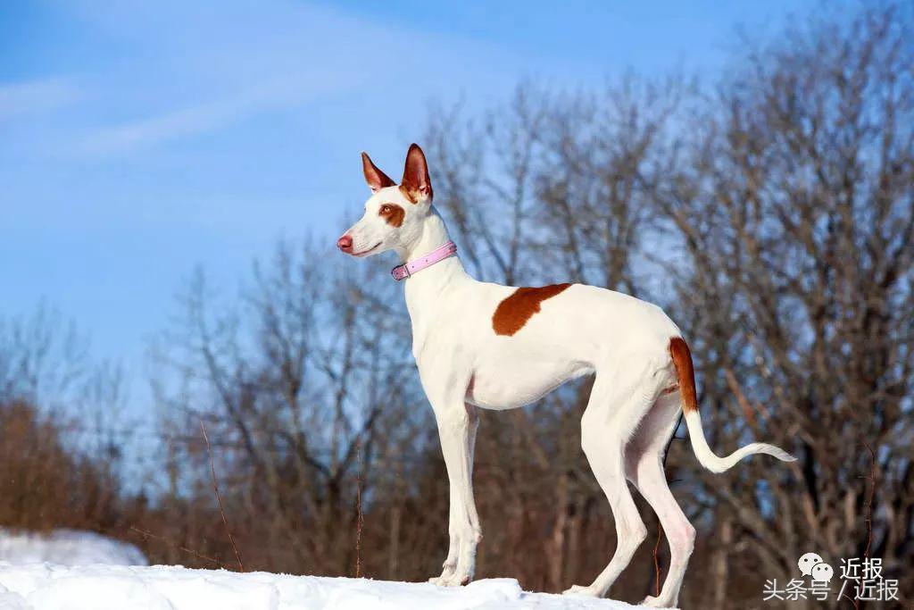 你没见过的“汪星人”都在这了！狗年就让它们来萌“化”你吧