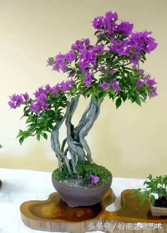 过年送礼好不好,过年送礼单数还是双数好