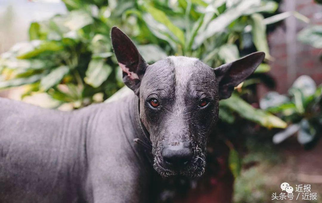你没见过的萌宠,你没见过的宠物