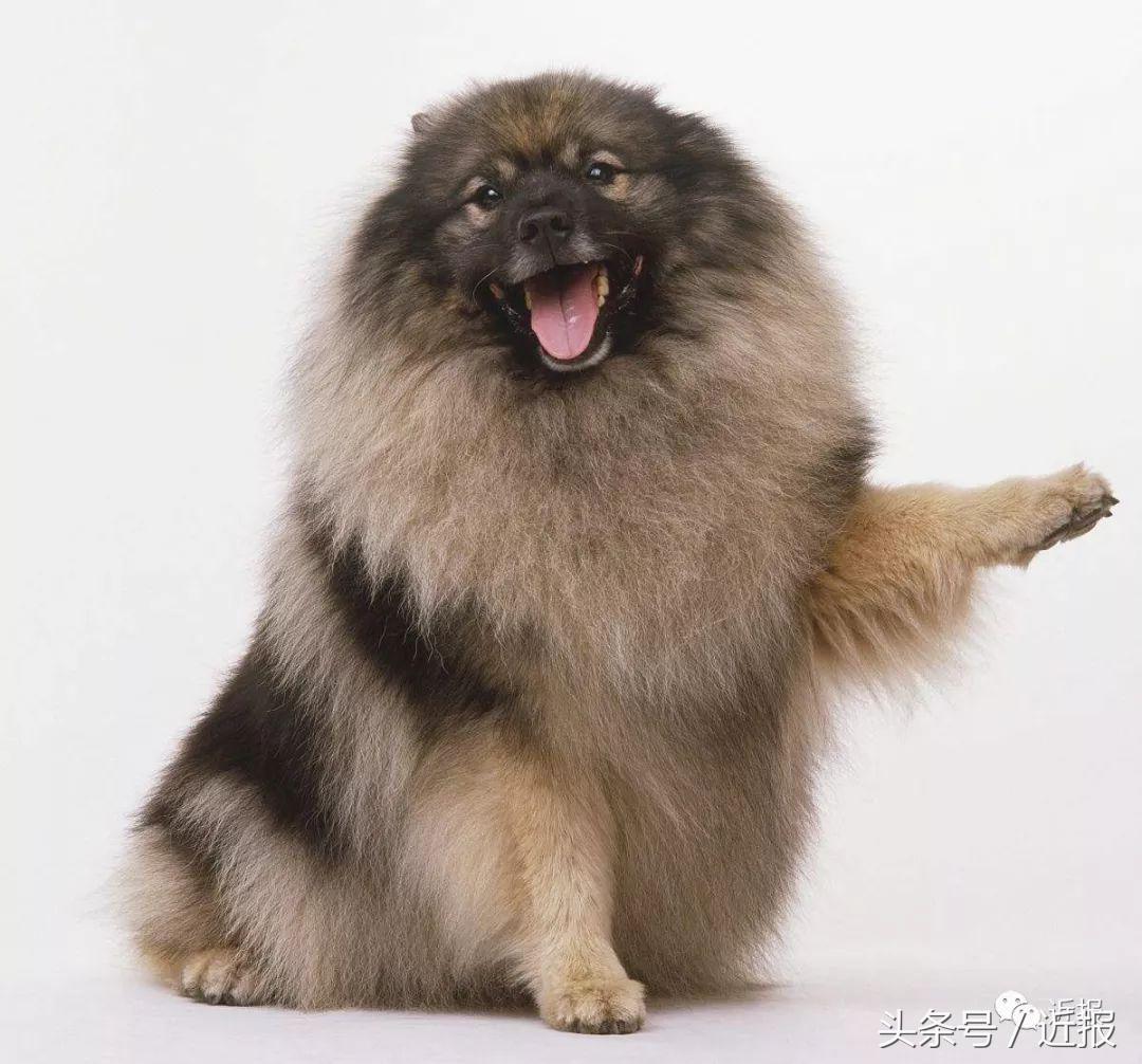 你没见过的萌宠,你没见过的宠物