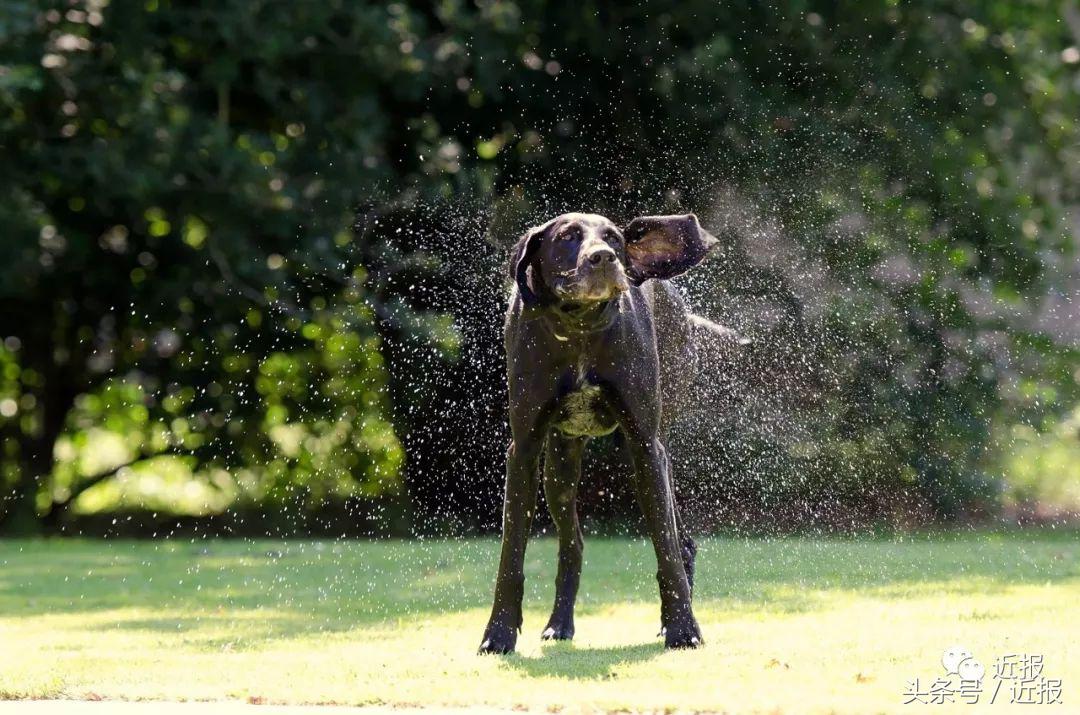 你没见过的萌宠,你没见过的宠物