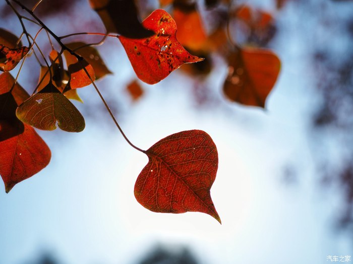 经典福克斯手动自驾游,福克斯stline自驾游