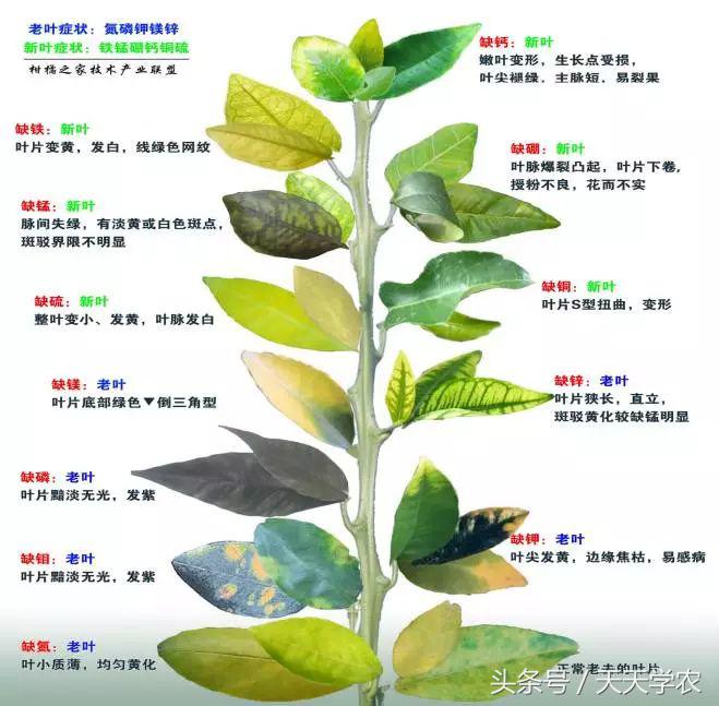 柑橘黄化树有必要补救吗,今年栽培柑橘黄化什么原因