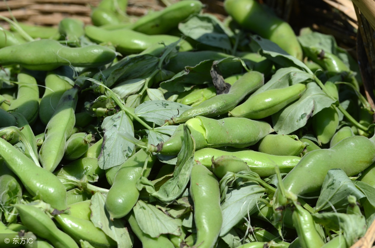 这种豆子是川菜的原料下酒的美食！可林下套种，一亩多赚3000元！