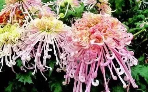 带你认识全国的省花,中国各地市花是什么