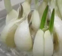 大蒜怎么做不发芽,大蒜最好吃的做法不发芽