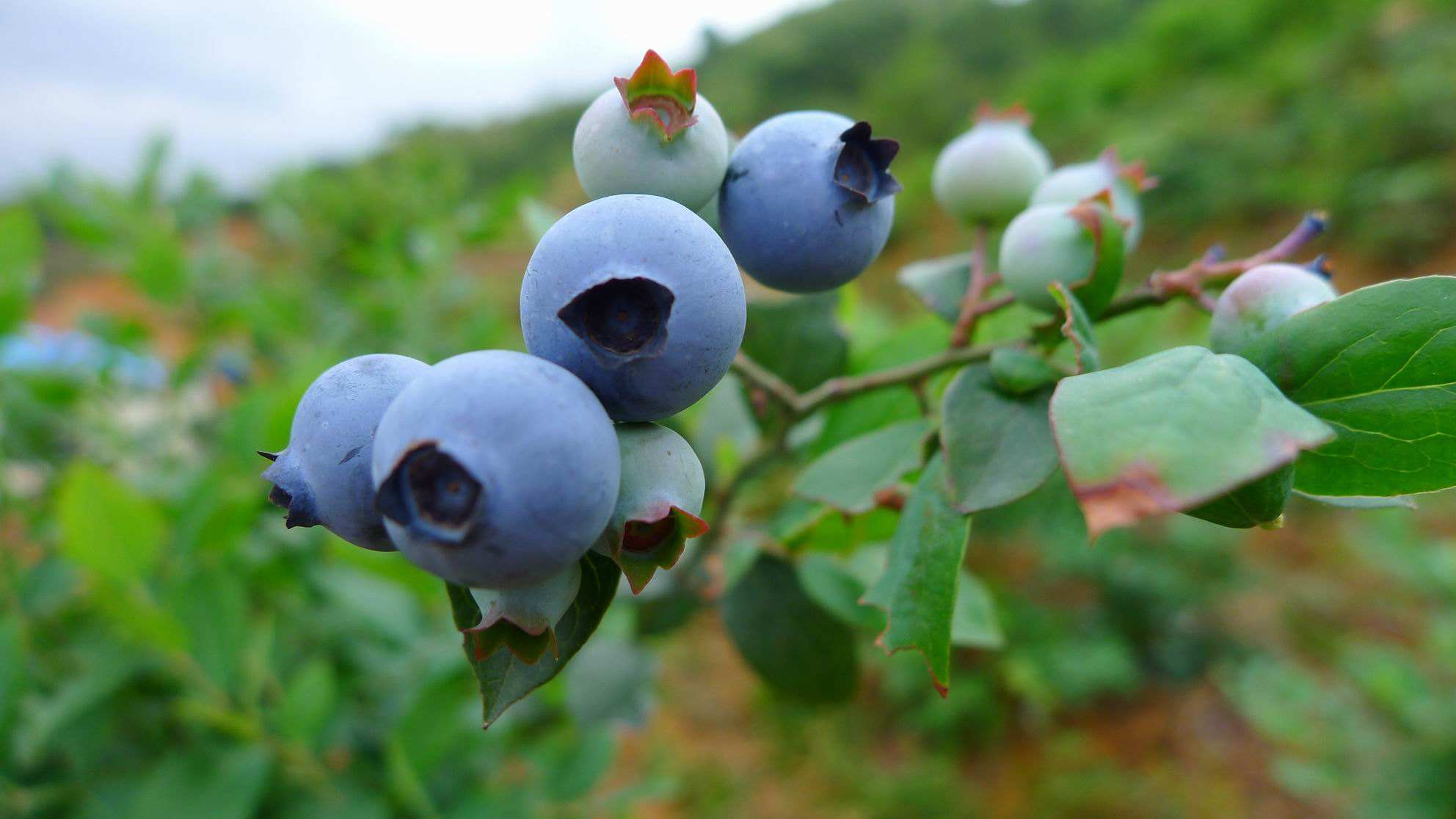 水果店什么水果好卖而且不容易坏,水果店什么水果好卖又不愁卖