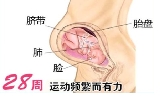 胎儿在母体内的生活,胎儿在母体里一天最多能长多少