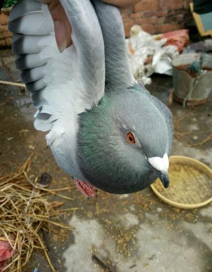 怎样的鸽舍吸引天落鸽,楼顶养鸽如何才能引来天落鸽