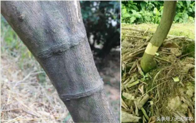 柑橘黄化树有必要补救吗,今年栽培柑橘黄化什么原因