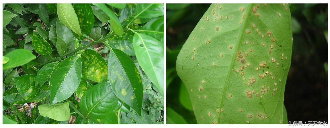 柑橘溃疡病黄化专用药,柑橘黄化病的原因和解决方法