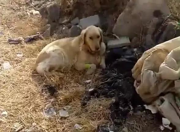 狗狗死前离开家,狗狗临死前跑走