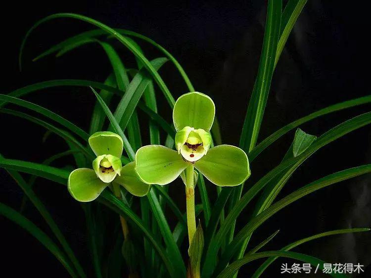 全国各地市花大全,全国城市市花