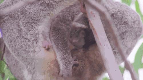 呆萌嗜睡的澳洲国宝居然是吃“屎”长大的