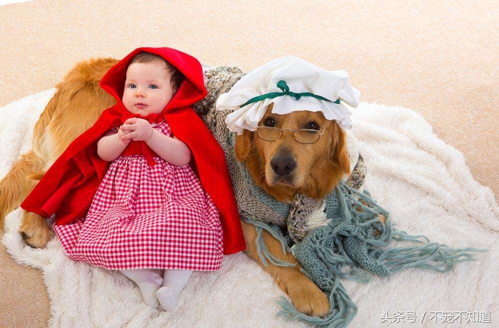 猫三狗四是什么梗,猫三狗四