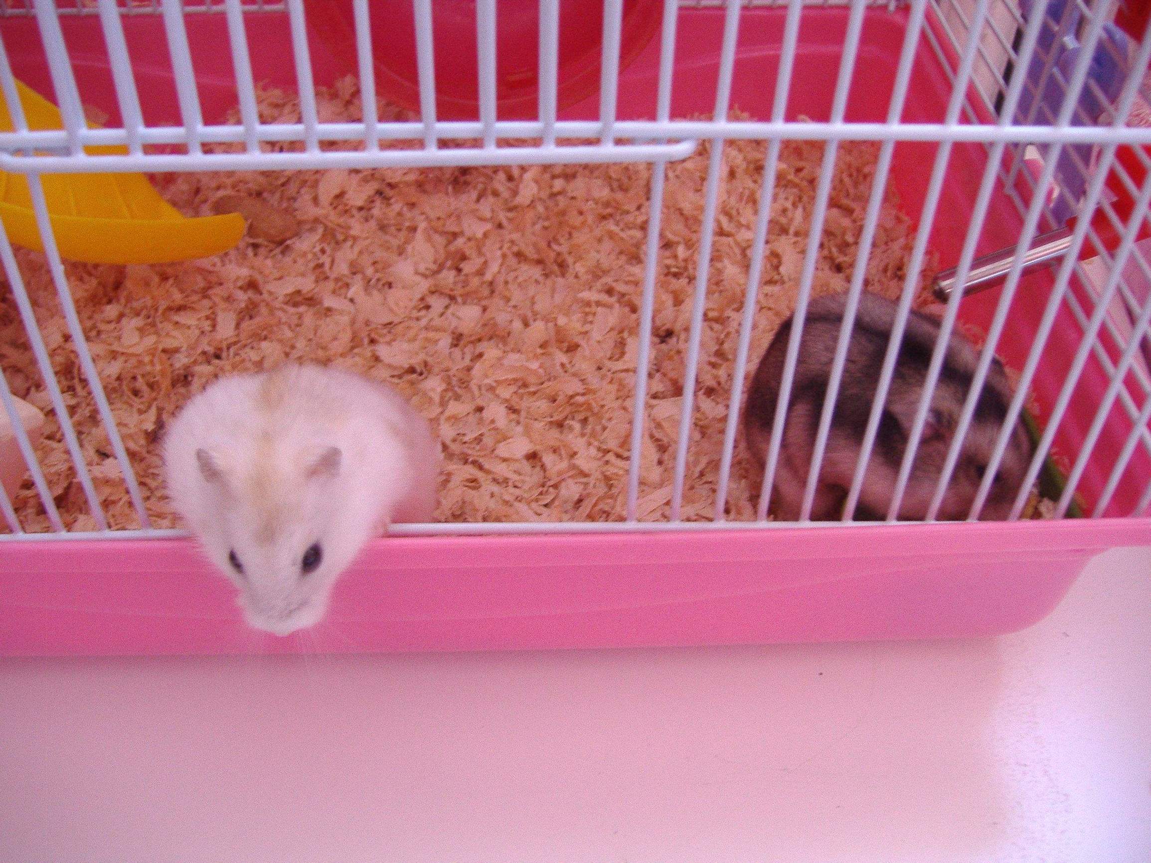 仓鼠的脾气,仓鼠的暴脾气