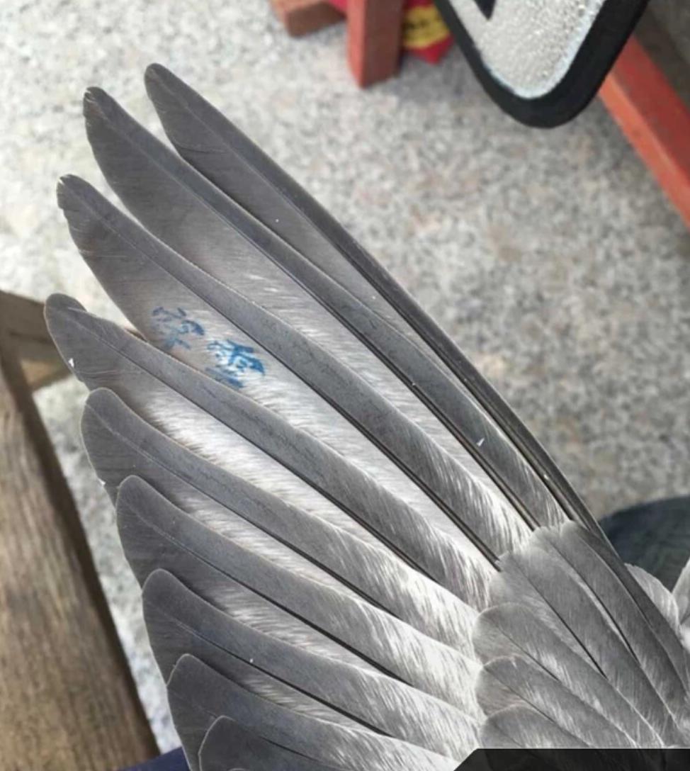 雌鸽不旺怎么办,当年的雌鸽下蛋慢