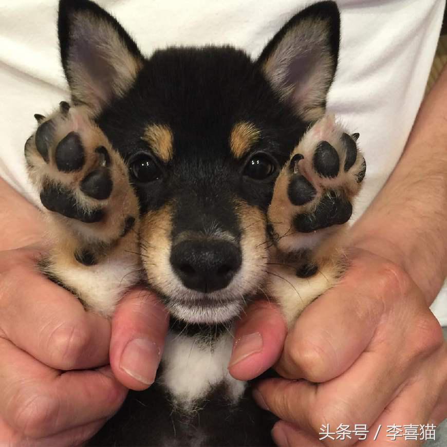 狗年就要到啦,超萌柴犬祝大家每天笑容满面无忧无虑!